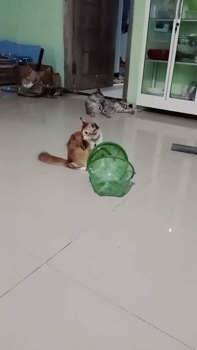 RIP mocha hanya kenangan2 yg tertinggal
