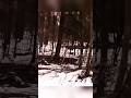 Deer hunting With Shot gun Give me title of this #hunting #junglelife #animals #deer #foresthunting