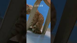 #bollywood #song #music #cat #ihavethisthingwithplants #like #chat # cat लाइफ