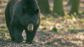 Black Bear Safety Tips #newjerseyfishandwildlife #bearsafety #blackbear