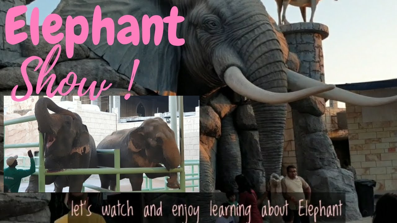 Elephant Show explore the wild life animals _VLOG Janamahmoud  / عرض الفيل