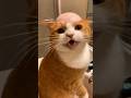 Cat cutting his fur🤣 #catshorts #funnycatvideos #cat #cute #funny #funnycat #catlaughs #kitty