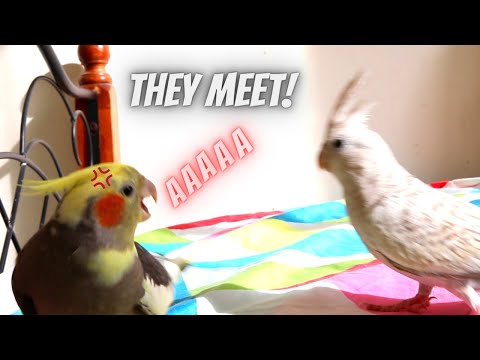 Video: Cockatiel beebide eest hoolitsemine