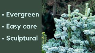 How conifers can transform your garden