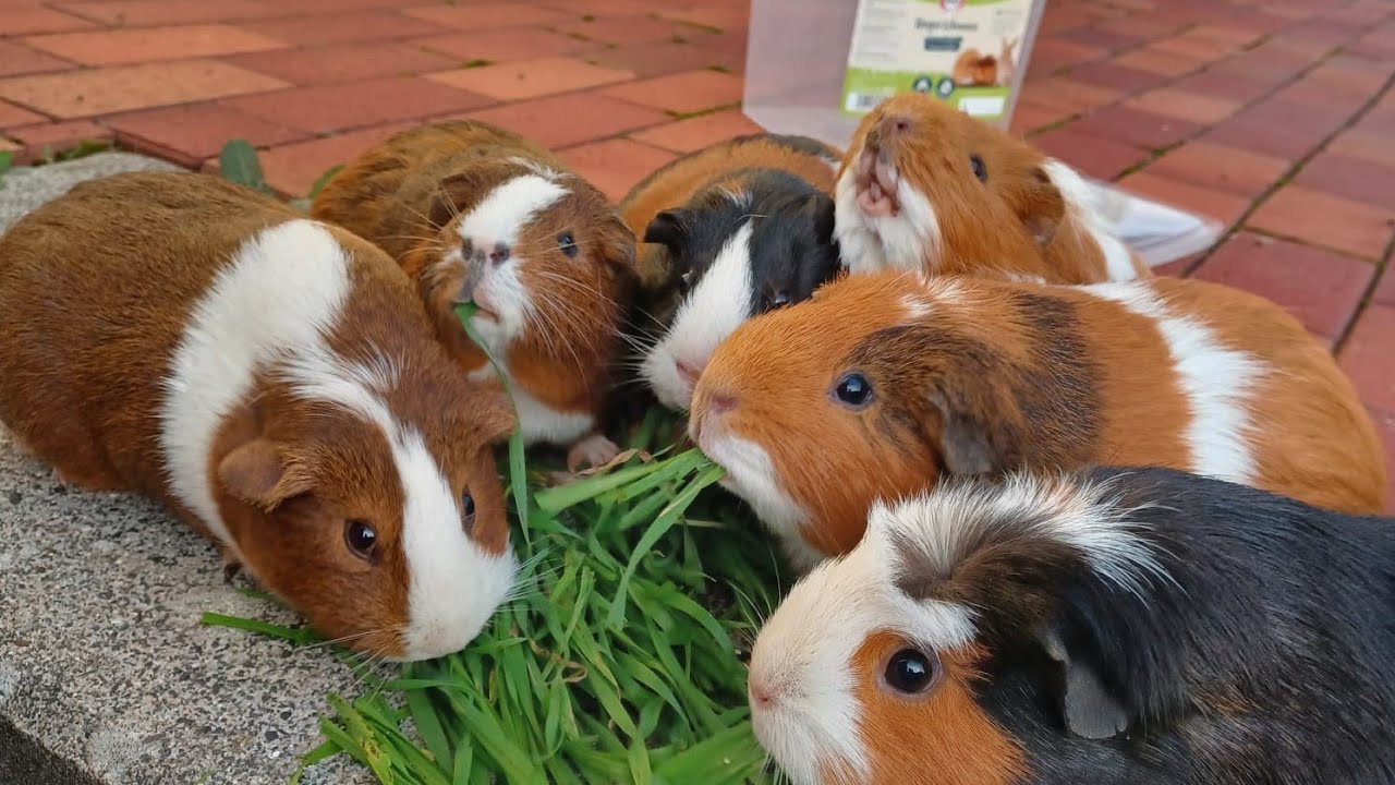 Genießt einfach das Video...