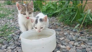 Cute kitties are very thirsty, they like to drink water.