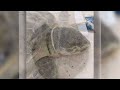 Death of Kemp's ridley sea turtle sparks outrage, local group spreads awareness