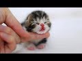 「猫かわいい」 すごくかわいい子猫 - 最も面白い猫の映画 #239