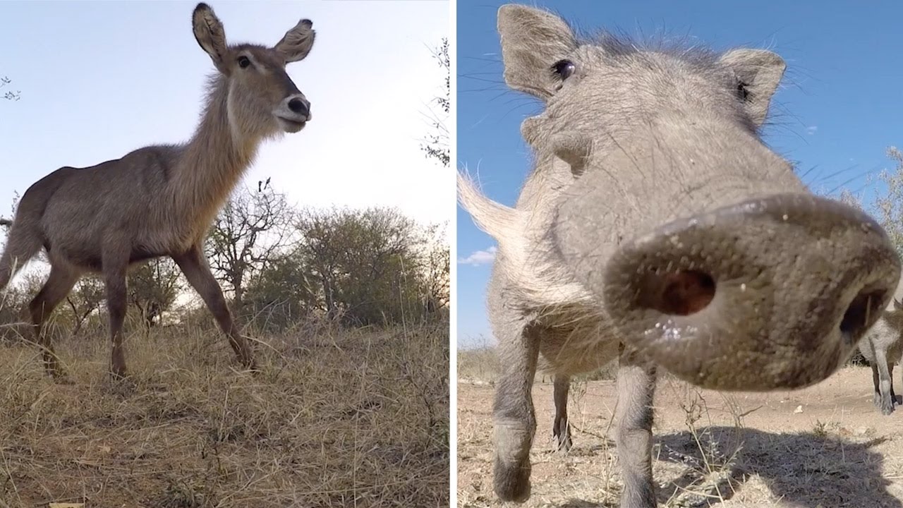 Incrdible GoPro Footage Of Animals Up Close - YouTube