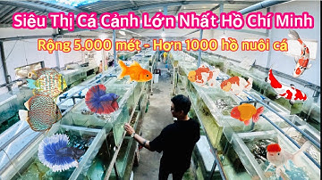 Tham Quan Siêu Thị Cá Cảnh Lớn Nhất Hồ Chí Minh | Trại Cá Kiểng Châu Tống | Betta Sales