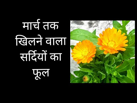 वीडियो: अलोकैसिया (37 फोटो): घर पर पौधे की देखभाल के नियम। एलोकैसिया लार्ज-राइज़ोम और अन्य प्रकार के फूलों की विशेषताएं