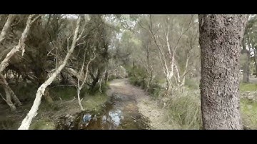 DJI Avata in Forest cinematic with motion controller