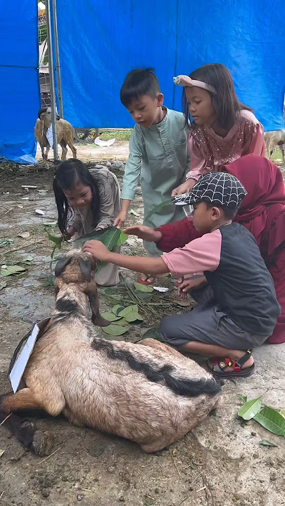 Selamat Hari Raya Idul Adha 🥳🙏🏻 #qurban #kurban #lebaran #lebaranhaji #iduladha #kambing #sapi