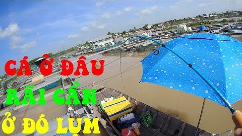 🐟Ngày Câu Cá Dảnh Quá Chậm Ăn Nhờ Kiên Trì Mới Kiếm Được Mớ Cá Dảnh Khủng Và Có Cảm Giác🐟
