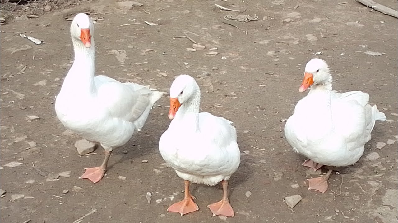 Puštanje živine,hranjenje ,novosti i problem sukoba među živinom.