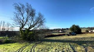 Tree felling