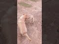 Dogs friendly fightshortsmatheet