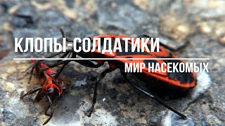 Клопы-солдатики! Опасны ли они?