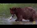 Kings, Deep Sea Killers, & More! | World's Deadliest MEGA Episode | Nat Geo Animals