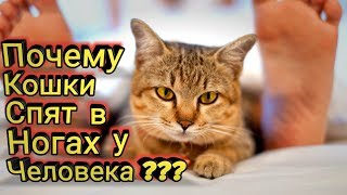 Почему Кошки Спят в Ногах у Человека? Почему Кошки Спят в Ногах у Человека?