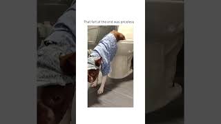 This dog keeps staring in the eyes of the owner while peeing 😂😂 #shorts #dog #funny