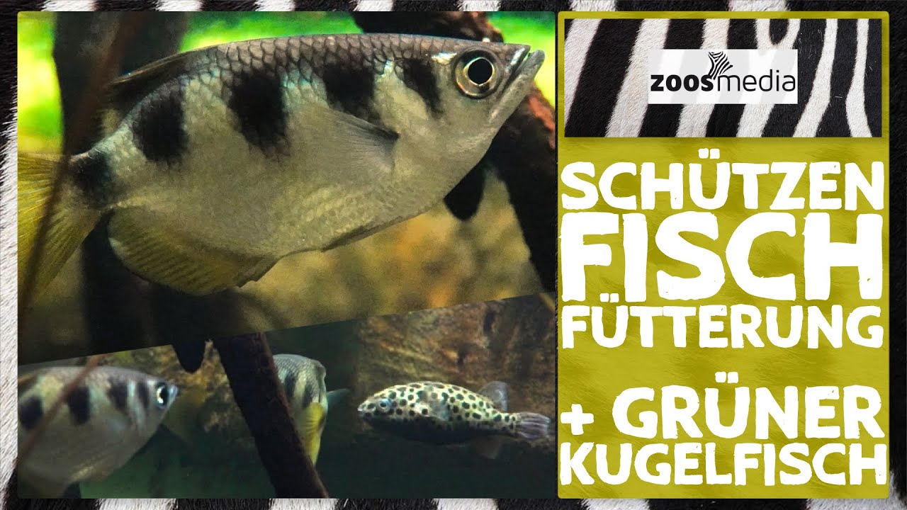 Tierpark + Fossilium Bochum: Schützenfische & Kugelfisch in NEUEM Mangroven-Becken | zoos.media