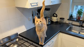 Adorable boi quivers tail out of excitement to try new Chicken Treat by Archie The Cat & Friends 36,593 views 5 months ago 1 minute, 24 seconds