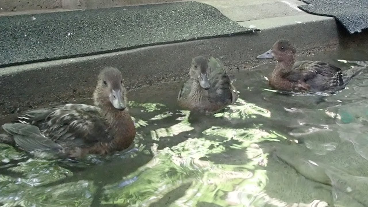 泳ぐ練習をするヒドリガモのヒナ：井の頭自然文化園
