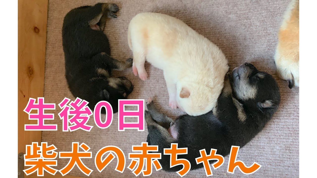 激レア 産まれたての柴犬の子犬 Youtube