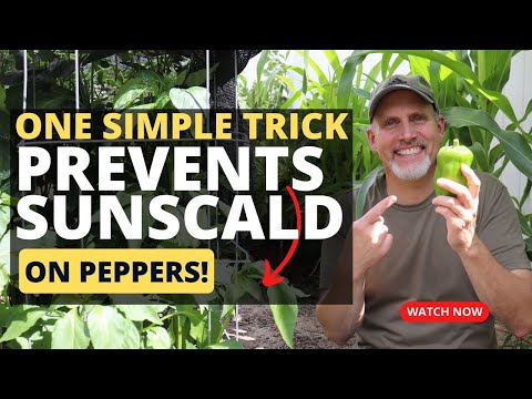 Видео: Pepper Sunscald - Предотвращение солнечного ожога на плодах перца