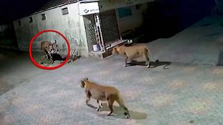 50 Times Animals Messed With The Wrong Opponent!