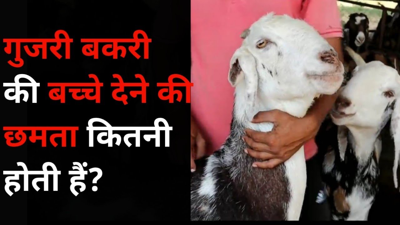 What is the capacity of a Gujri goat to give birth to kids What is the capacity of Gujri goat to give children