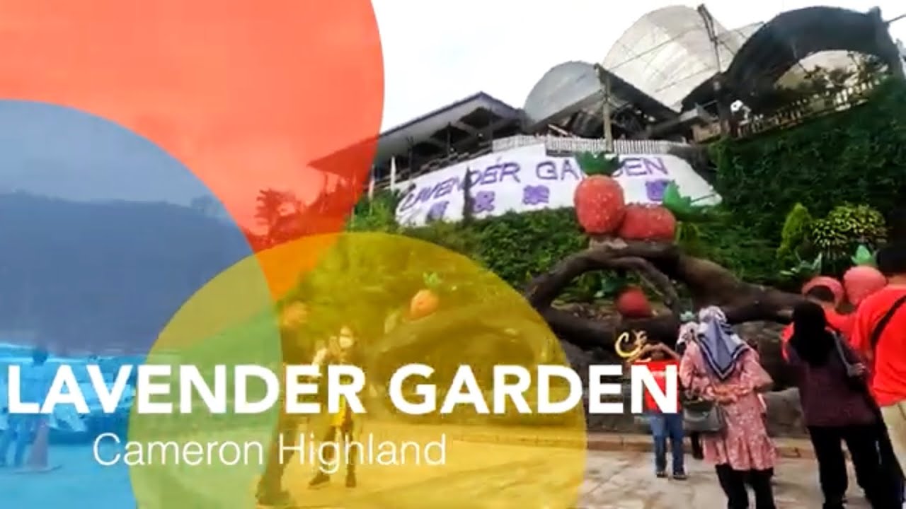 Cameron Lavender Garden // Garden in Brinchang // Tourist // Flower , Shops & Eats 
