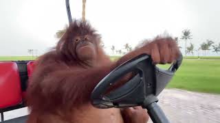Monke on the Road Again