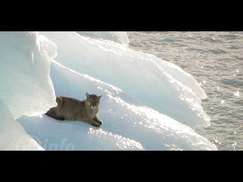 UN PUMA A LA DERIVA EN UN TÉMPANO EN SANTA CRUZ