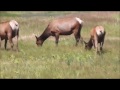 Yellowstone National Park, USA ~ Geysers, Wild Animals and Streams