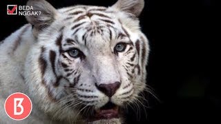 Penguasa Hutan! 6 Jenis Harimau Di Dunia