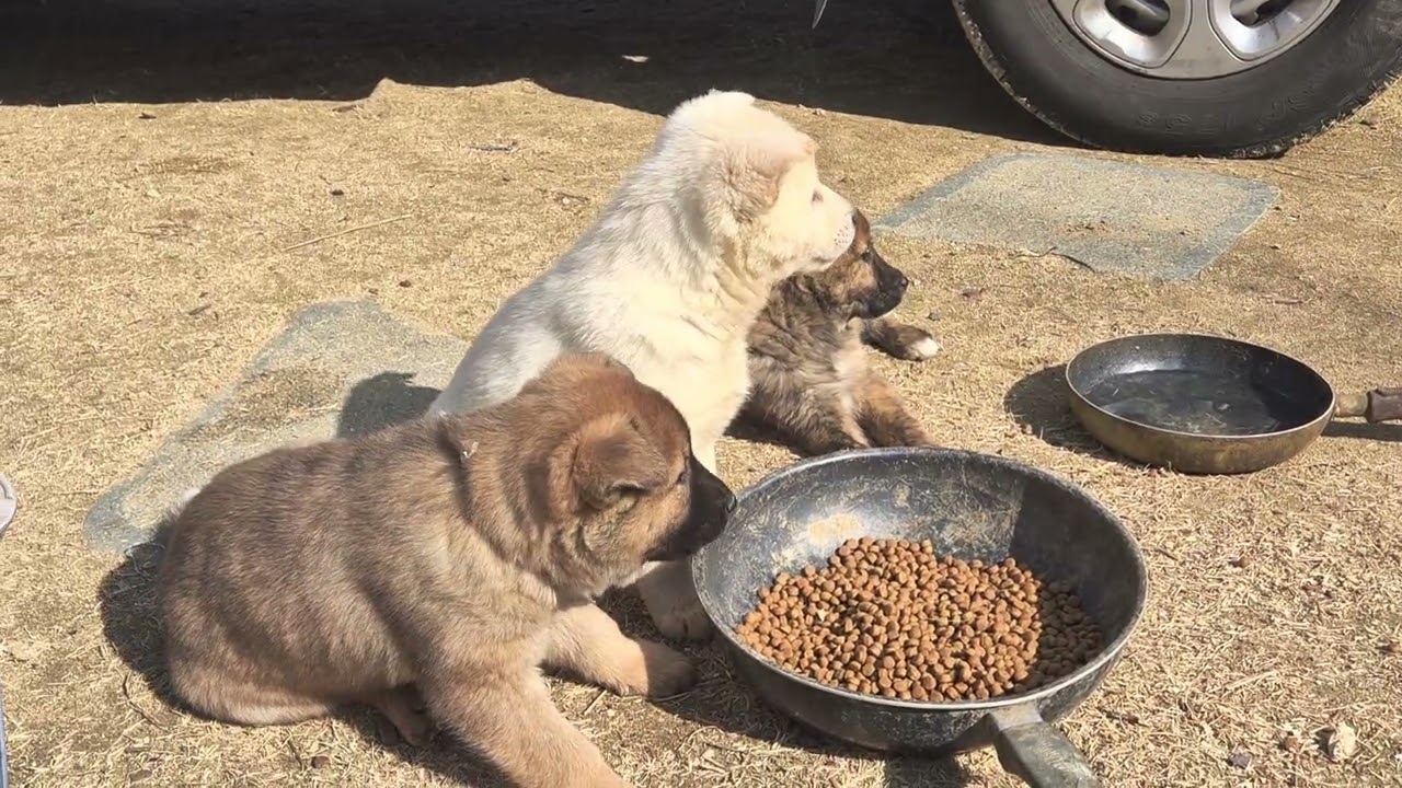47일차 진돗개 강아지 분양