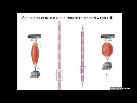 Lecture 10.1 Skeletal muscle organization - YouTube
