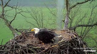 Thank you mom for sheltering us from the wind and rain 秃鹰 Decorah Eagles North Nest  2024 05 12