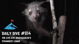 Daily Dive # 014 | The Aye-Aye: Madagascar's Strangest Lemur