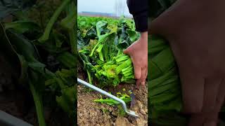 Most Satisfying Farm Fresh Vegetable Harvest 🥬 | ASMR Organic Gardening #satisfying #farming