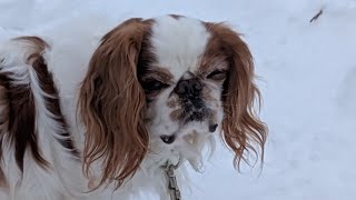 Deep Dives with Dogs - Escape at Dunkirk