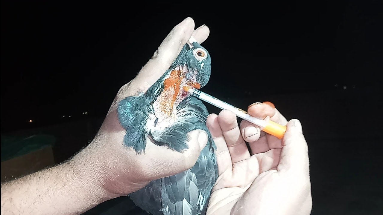 اقسم بالله انجح علاج لمرض الروشه وعمليه جراحيه للحمام سريعه انقاذ للحمام الغالي