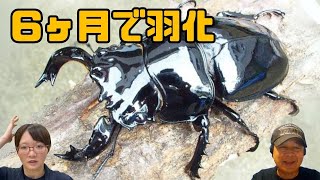 タランドゥスオオツヤクワガタ飼育方法！6ヶ月で羽化！羽化までに菌糸ビンは何本必要？｜【クワカブ広場】名人Shihoのクワカブ相談室！会員は無料で配信中！〈9月17号〉#カブトムシ #クワガタ #昆虫
