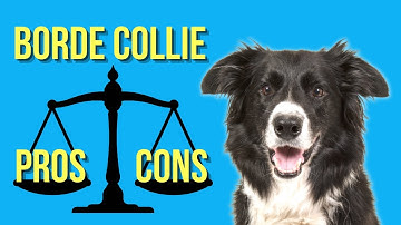 Border Collie Pros and Cons ( You Need To Know )