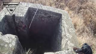 Охота на лису с ягдтерьером Охота на лису с ягдтерьером