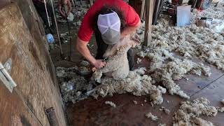 Shearing Run Oregon USA July 2023 Oregon Lambs