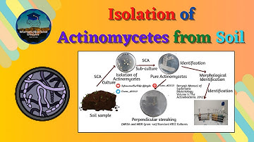 Isolation of Actinomycetes from Soil | Principle & Procedure | Basic Microbiology Lab Techniques