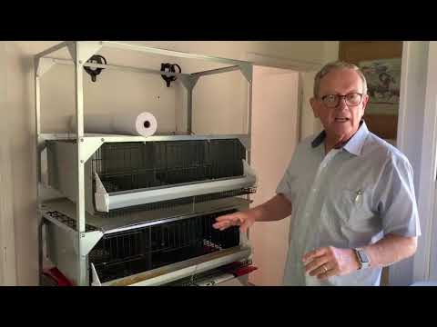 Video: How To Breed Quail